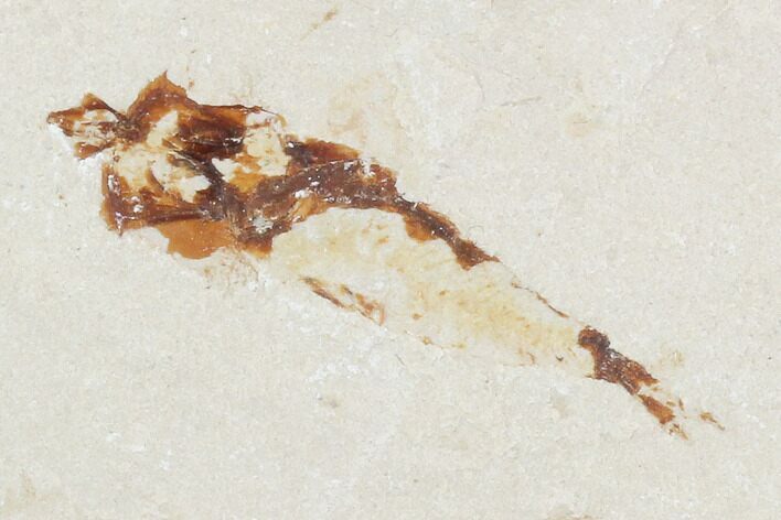 Bargain, Cretaceous Fossil Fish (Armigatus) - Lebanon #102581
